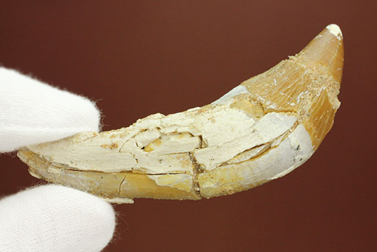 新生代に入り出現した、槍のような歯を持つ、捕食性の強い原始クジラ「ドルドン」の前側の歯化石（その3）