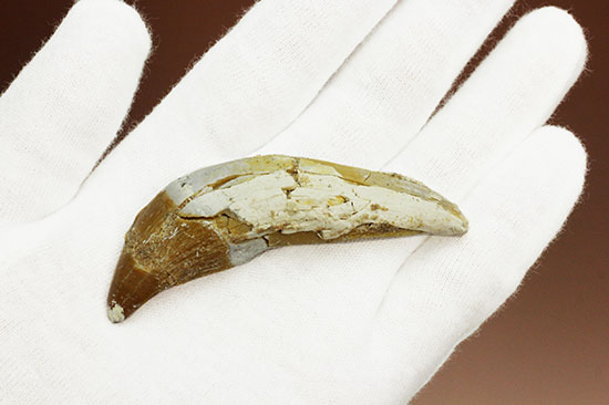 新生代に入り出現した、槍のような歯を持つ、捕食性の強い原始クジラ「ドルドン」の前側の歯化石（その4）