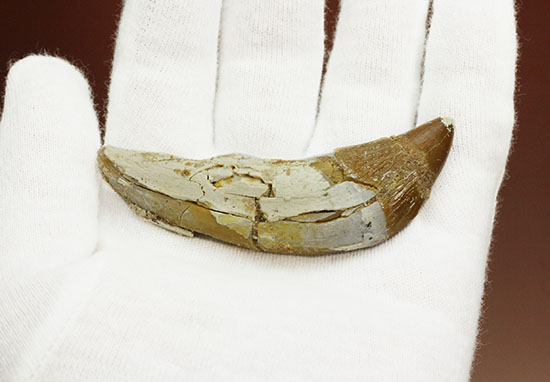 新生代に入り出現した、槍のような歯を持つ、捕食性の強い原始クジラ「ドルドン」の前側の歯化石（その6）