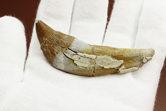 新生代に入り出現した、槍のような歯を持つ、捕食性の強い原始クジラ「ドルドン」の前側の歯化石（その7）