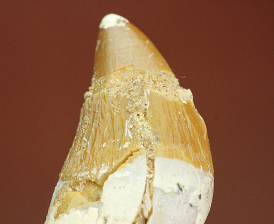 新生代に入り出現した、槍のような歯を持つ、捕食性の強い原始クジラ「ドルドン」の前側の歯化石（その8）