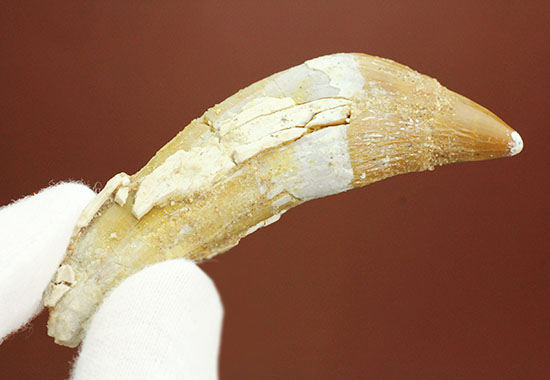 新生代に入り出現した、槍のような歯を持つ、捕食性の強い原始クジラ「ドルドン」の前側の歯化石(その9)