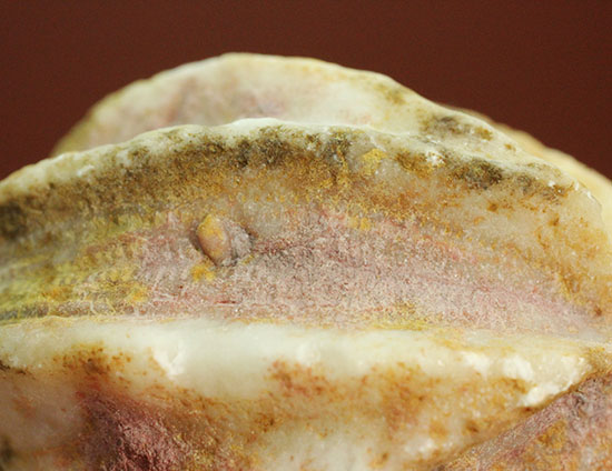 保存状態良し！ペルム紀ウミツボミ(Deltablastus permicus) 化石 販売