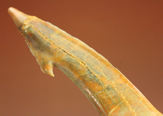 面白い!古代のノコギリエイ(Onchopristis)の良質歯化石(その1)