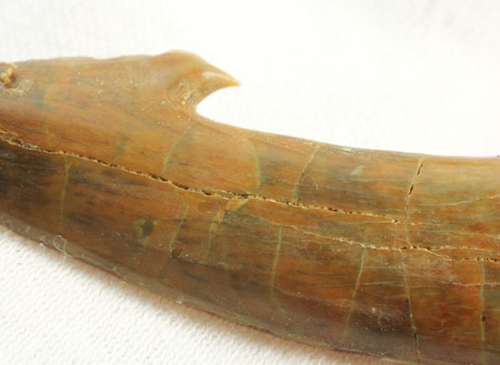 面白い!古代のノコギリエイ(Onchopristis)の良質歯化石(その10)