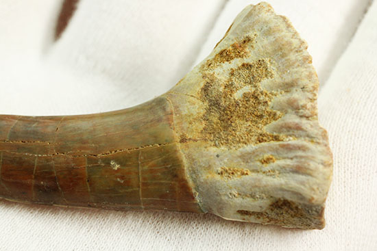 面白い!古代のノコギリエイ(Onchopristis)の良質歯化石(その11)
