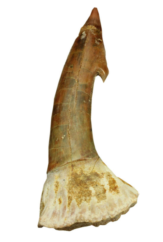 面白い!古代のノコギリエイ(Onchopristis)の良質歯化石(その12)