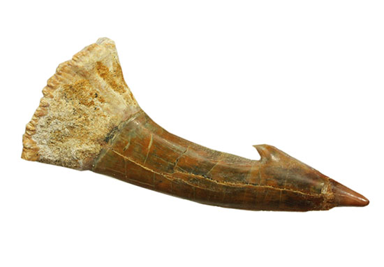 面白い!古代のノコギリエイ(Onchopristis)の良質歯化石(その13)