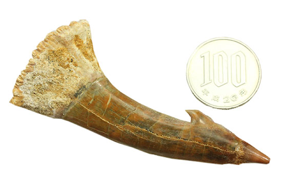 面白い!古代のノコギリエイ(Onchopristis)の良質歯化石(その14)