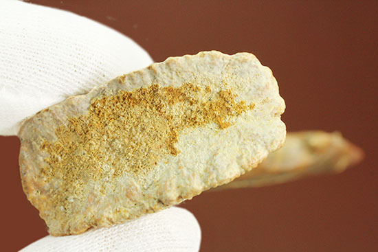 面白い!古代のノコギリエイ(Onchopristis)の良質歯化石(その3)