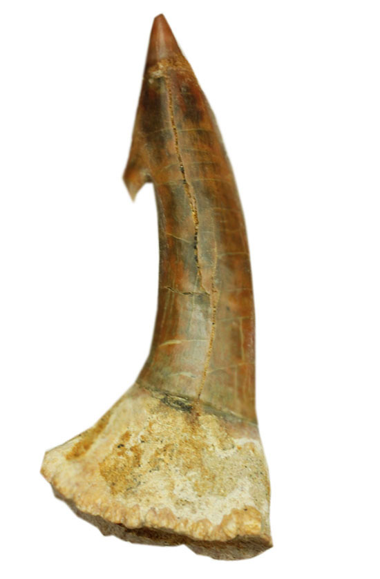 面白い!古代のノコギリエイ(Onchopristis)の良質歯化石(その4)
