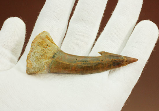 面白い!古代のノコギリエイ(Onchopristis)の良質歯化石(その5)