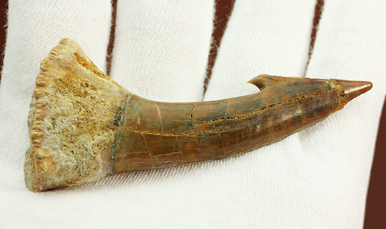 面白い!古代のノコギリエイ(Onchopristis)の良質歯化石(その6)
