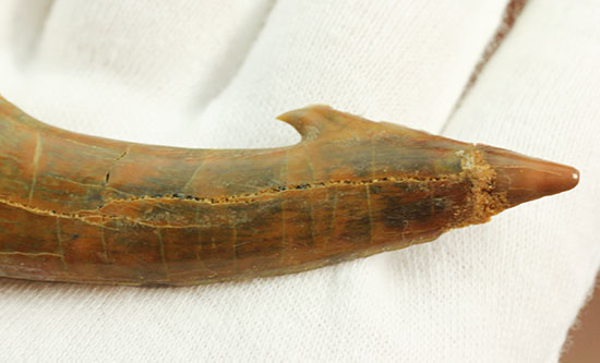 面白い!古代のノコギリエイ(Onchopristis)の良質歯化石(その7)