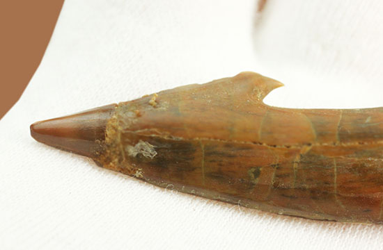 面白い!古代のノコギリエイ(Onchopristis)の良質歯化石(その9)