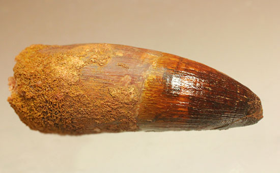 モロッコ産ワニの化石歯 - 本物の先史時代の標本 - メルカリ
