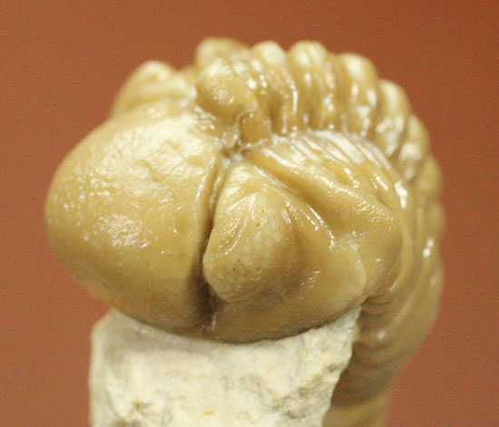 驚きの保存状態!米国産オクラホマ州産古生代デボン紀三葉虫パシファコプス(その16)