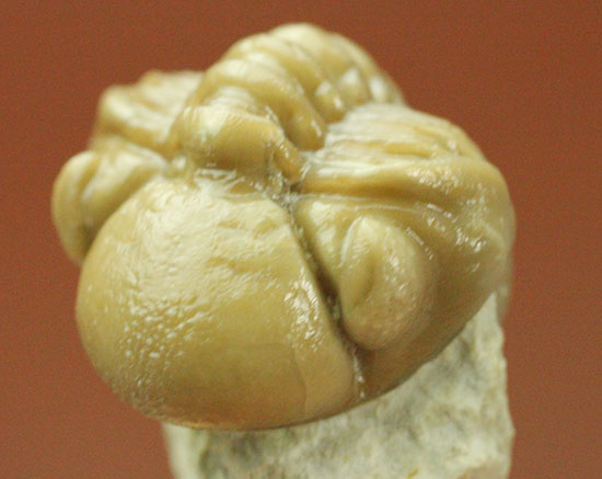 驚きの保存状態!米国産オクラホマ州産古生代デボン紀三葉虫パシファコプス(その18)