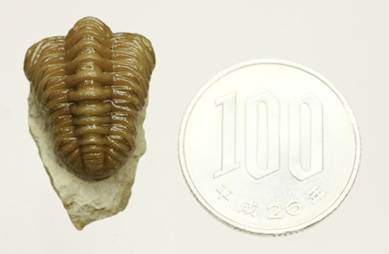 驚きの保存状態!米国産オクラホマ州産古生代デボン紀三葉虫パシファコプス(その19)