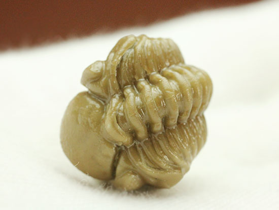 驚きの保存状態!米国産オクラホマ州産古生代デボン紀三葉虫パシファコプス(その7)