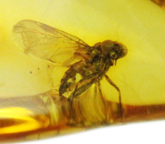 ルーペで覗くとすごいんです!まん丸の眼がはっきりと確認できる、バルト海産虫入り琥珀(その10)