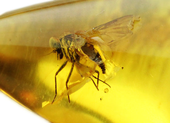 ルーペで覗くとすごいんです!まん丸の眼がはっきりと確認できる、バルト海産虫入り琥珀(その3)