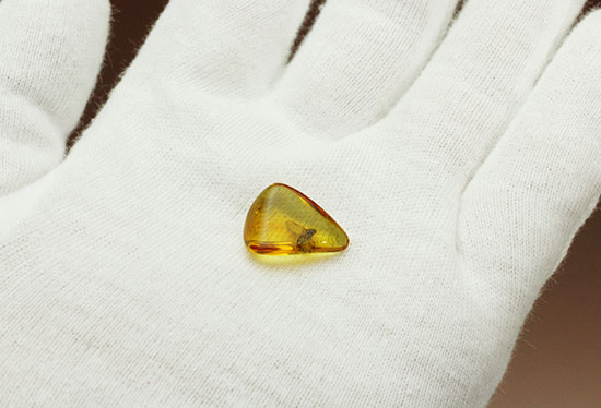ルーペで覗くとすごいんです!まん丸の眼がはっきりと確認できる、バルト海産虫入り琥珀(その4)