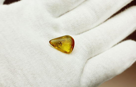 ルーペで覗くとすごいんです!まん丸の眼がはっきりと確認できる、バルト海産虫入り琥珀(その6)