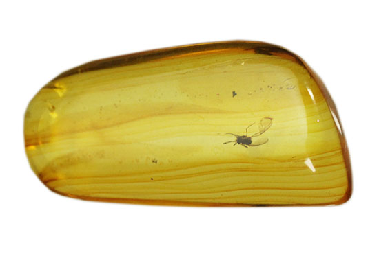 約4000万年前の虫がクリアに鑑賞できます。バルト海産、虫入り琥珀化石(Amber)(その1)