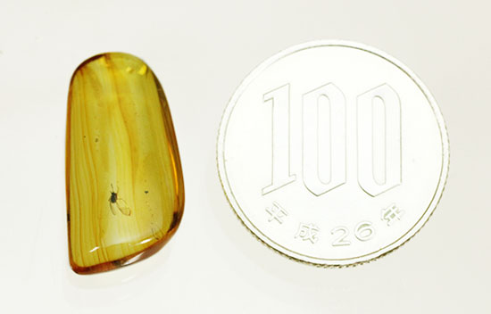 約4000万年前の虫がクリアに鑑賞できます。バルト海産、虫入り琥珀化石(Amber)(その10)