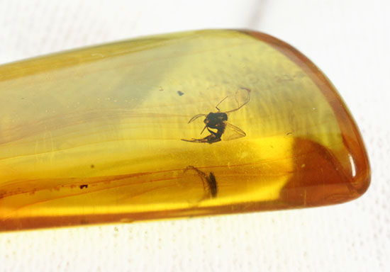 約4000万年前の虫がクリアに鑑賞できます。バルト海産、虫入り琥珀化石(Amber)(その3)