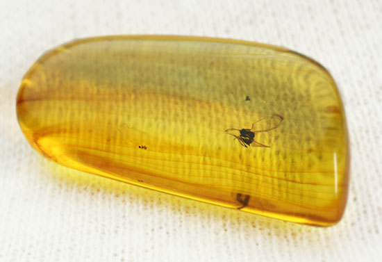約4000万年前の虫がクリアに鑑賞できます。バルト海産、虫入り琥珀化石(Amber)(その4)