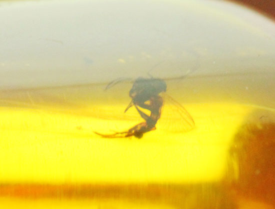 約4000万年前の虫がクリアに鑑賞できます。バルト海産、虫入り琥珀化石(Amber)(その5)
