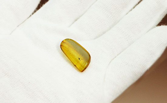約4000万年前の虫がクリアに鑑賞できます。バルト海産、虫入り琥珀化石(Amber)(その6)