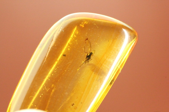 約4000万年前の虫がクリアに鑑賞できます。バルト海産、虫入り琥珀化石(Amber)(その7)
