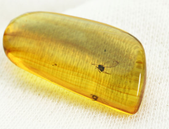 約4000万年前の虫がクリアに鑑賞できます。バルト海産、虫入り琥珀化石(Amber)(その8)