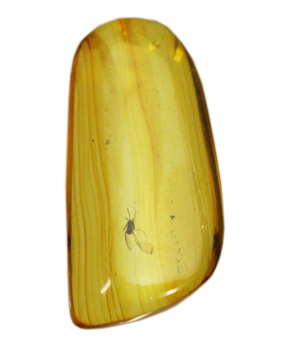 約4000万年前の虫がクリアに鑑賞できます。バルト海産、虫入り琥珀化石(Amber)(その9)