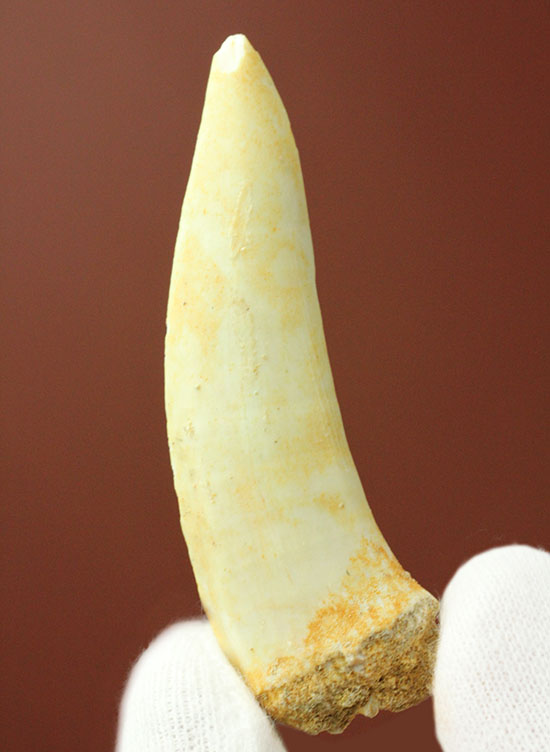 白亜紀後期の古代魚エンコダスの歯化石。記憶に残る顔面は必見。 化石 販売