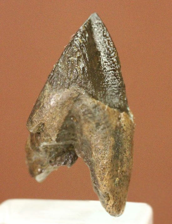 ダブルルートを有する、コレクショングレードのトリケラトプスの歯化石（その1）