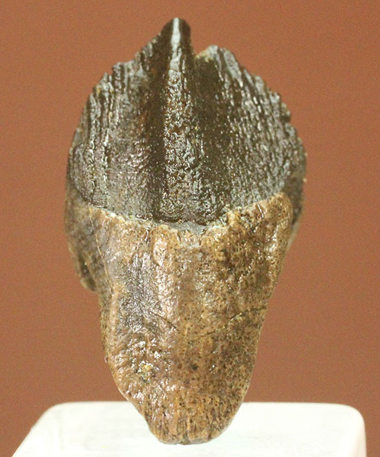 ダブルルートを有する、コレクショングレードのトリケラトプスの歯化石（その10）