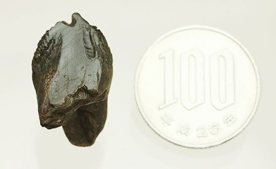ダブルルートを有する、コレクショングレードのトリケラトプスの歯化石（その12）