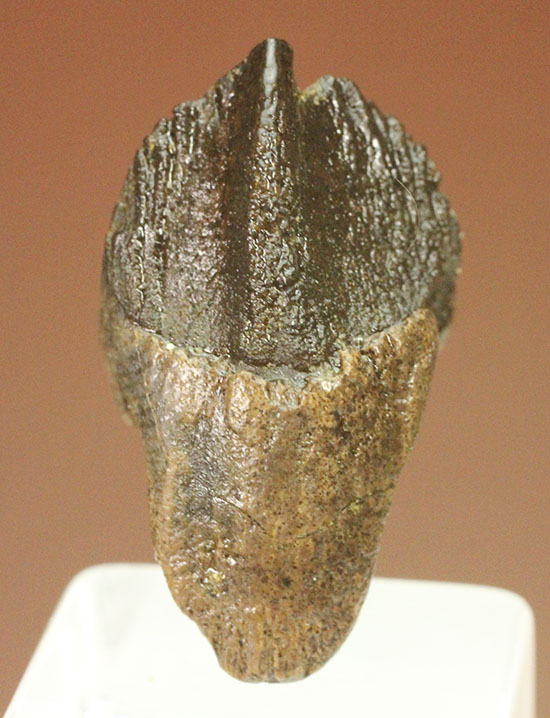 ダブルルートを有する、コレクショングレードのトリケラトプスの歯化石（その2）