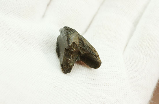 ダブルルートを有する、コレクショングレードのトリケラトプスの歯化石（その7）