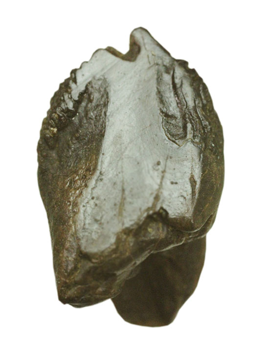 ダブルルートを有する、コレクショングレードのトリケラトプスの歯化石（その8）