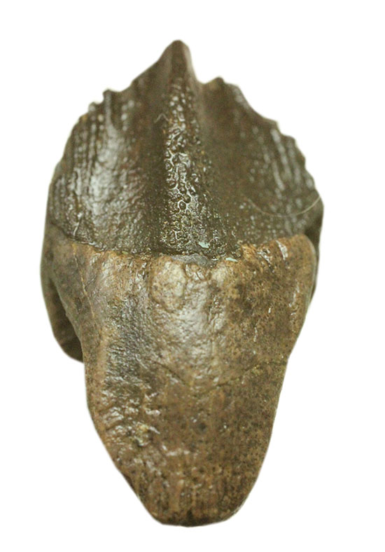 ダブルルートを有する、コレクショングレードのトリケラトプスの歯化石（その9）