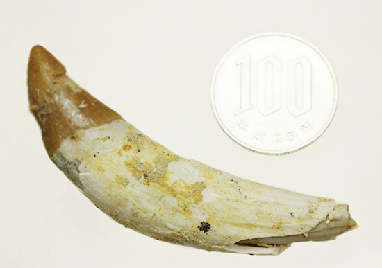 希少な原始クジラ「ドルドン」の前側の歯根付き歯化石（その11）