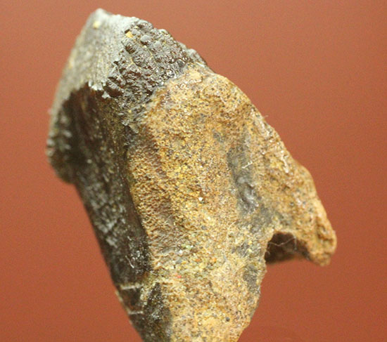 デンタルバッテリー構造とはいかに？頑丈なトリケラトプスの歯化石(Triceratops horridus)（その6）