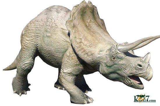 先端が見事保存された、三角形フォルムを有するトリケラトプス歯化石(Triceratops horridus)（その3）
