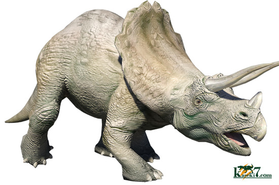 先端が見事保存された、三角形フォルムを有するトリケラトプス歯化石(Triceratops horridus)(その3)