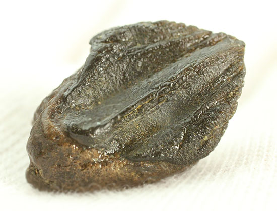 先端が見事保存された、三角形フォルムを有するトリケラトプス歯化石(Triceratops horridus)(その4)